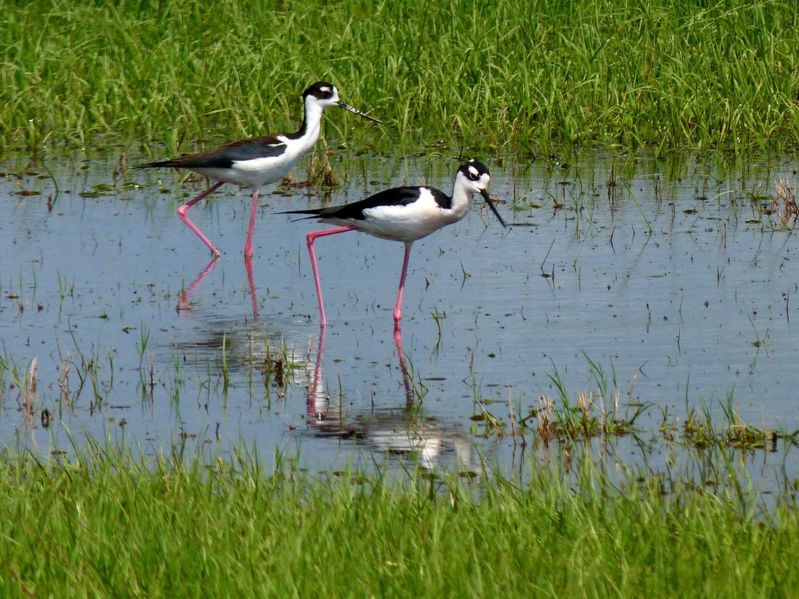 Wading birds at the Viera Wetlands in Viera, Florida